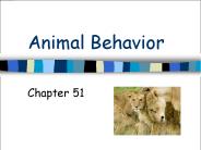 Animal Behavior