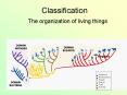 Classification PowerPoint PPT Presentation