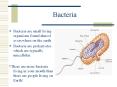 Bacteria PowerPoint PPT Presentation