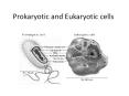 Prokaryotic and Eukaryotic cells PowerPoint PPT Presentation
