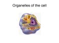 Organelles of the cell PowerPoint PPT Presentation