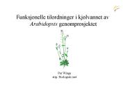 Funksjonelle tilordninger i kj