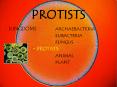 PROTISTS PowerPoint PPT Presentation