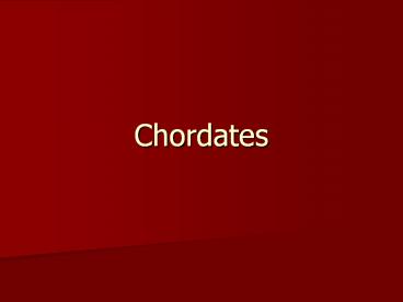 Chordates