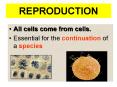REPRODUCTION PowerPoint PPT Presentation
