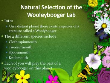 Natural Selection of the Wooleybooger Lab