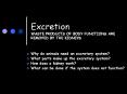 Excretion%20WASTE%20PRODUCTS%20OF%20BODY%20FUNCTIONS%20ARE%20REMOVED%20BY%20THE%20KIDNEYS PowerPoint PPT Presentation