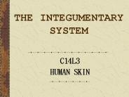 THE%20INTEGUMENTARY%20SYSTEM