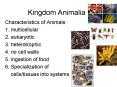 Kingdom Animalia PowerPoint PPT Presentation