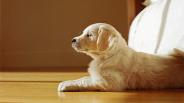 Tips For Training Your Golden