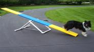 Top Reasons to Training Dog Tricks