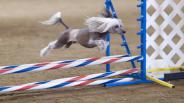 Winter Dog Agility Training