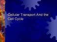 Cellular%20Transport%20And%20the%20Cell%20Cycle PowerPoint PPT Presentation