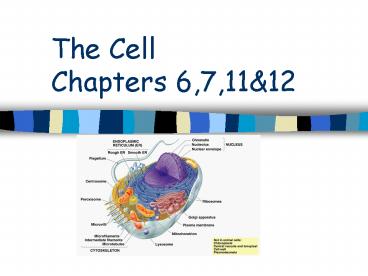 The Cell Chapters 6,7,11
