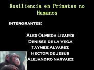 Resiliencia en Primates no Humanos