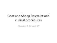 Goat and Sheep Restraint and clinical procedures