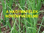 A HAGYMAF