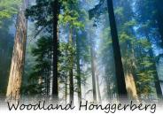 Woodland H