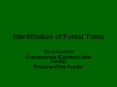 Identification of Forest Trees PowerPoint PPT Presentation