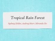 Tropical Rain Forest
