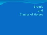 Breeds%20and%20Classes%20of%20Horses