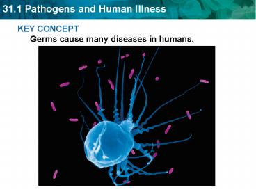 KEY CONCEPT Germs cause many diseases in humans.
