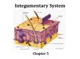 Integumentary System PowerPoint PPT Presentation