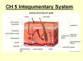 CH 5 Integumentary System PowerPoint PPT Presentation