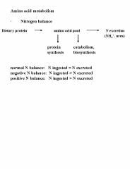 Amino acid catabolism