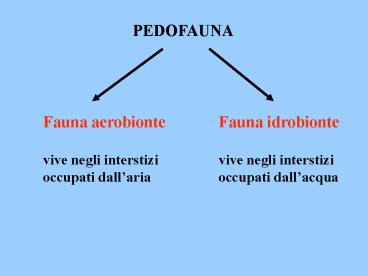 Nessun titolo diapositiva