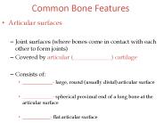Common Bone Features