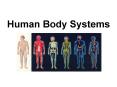 Human Body Systems PowerPoint PPT Presentation