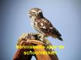 Kennisbasis%20voor%20de%20schoolvakken PowerPoint PPT Presentation