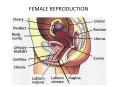 FEMALE REPRODUCTION PowerPoint PPT Presentation