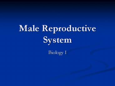 Male Reproductive System