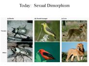 Today: Sexual Dimorphism