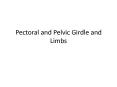Pectoral and Pelvic Girdle and Limbs PowerPoint PPT Presentation