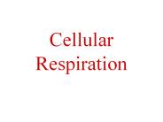 Cellular Respiration