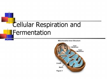 Cellular Respiration and Fermentation