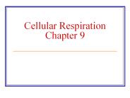 Cellular%20Respiration%20Chapter%209
