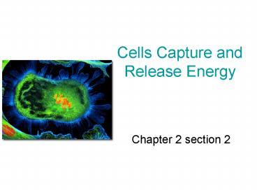 Cells Capture and Release Energy