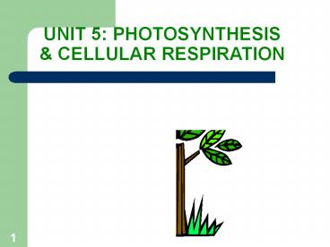 UNIT%205:%20PHOTOSYNTHESIS