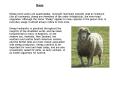 Sheep PowerPoint PPT Presentation