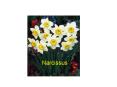 Narcissus PowerPoint PPT Presentation