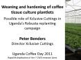 Weaning and hardening of coffee tissue culture plantlets  Possible role of Xclusive Cuttings in Uganda PowerPoint PPT Presentation