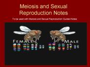 Meiosis and Sexual Reproduction Notes