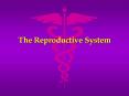 The%20Reproductive%20System PowerPoint PPT Presentation