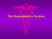 The%20Reproductive%20System