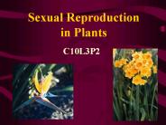 Sexual%20Reproduction%20in%20Plants