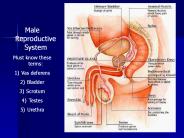 Male%20Reproductive%20System